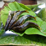 かたつむり - 郡上の天然鮎