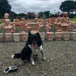 BENTO261 - 沢山の家来を引き連れてご機嫌❣