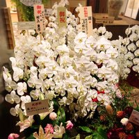 蓮 三四七 - 