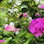 馬荷亭 よし - 雨引観音の紫陽花