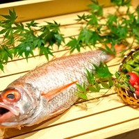 のどぐろ専門 銀座中俣 はなれ - 