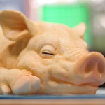 カウンターで気持ちよさそうに居眠り中