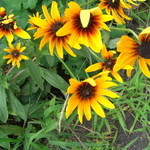 寿楽庵 - 入口の横にありました