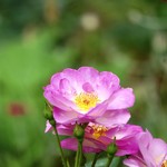 コエダハウス - 咲いているバラをパシャり