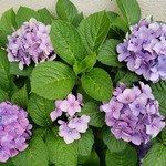 スイーツガーデン ユウジアジキ - 