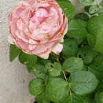 スイーツガーデン ユウジアジキ - 