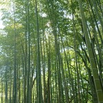 あさば - 竹林の小径