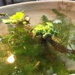 うどん商人つづみ屋 - レジ前のメダカちゃん♬