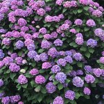 レストラン&バー カマアイナ - 下田公園の紫陽花
