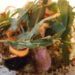 23年7月　共通・冷前菜　アボガドクリーム野菜と土