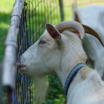 くじらぐも - 山羊（やぎ）