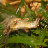 研覃 ほりべ - 琵琶湖の鮎