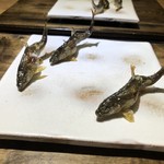 御料理 光安 - ◆鮎の塩焼き いつもながら鮎が泳いでいるような躍動感ある盛り付け。