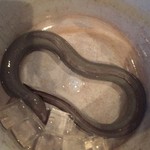 忠勇 - 【’18.6】注文が入ったら生簀から取り出してくる