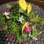 久遠の空 - エディブルフラワーサラダ