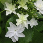 中華そば 紅蘭 - 