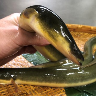 Natural eel dish (limited time only)