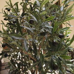 リストランテ アズーリ - オリーブの木？