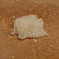 鮨 おおが - 