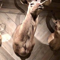 TOKYO Whisky Library - 