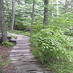 八ヶ岳倶楽部 - 手入れのほどこされた雑木林の中は涼しい…。