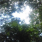 八ヶ岳倶楽部 - 雑木林でフッと空を見上げてみました。