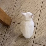 LE Bar, Paradis d' ouvea - 