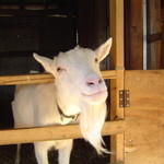 やぎや - 大人のやぎ