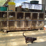 やぎや - うさぎ小屋