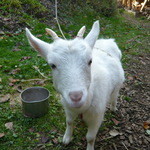 やぎや - 子ヤギ