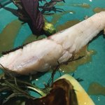 レヴォル - アップ