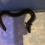 八べえ - 多摩川の釣り鰻