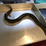 八べえ - 多摩川の釣り鰻