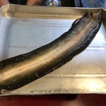 八べえ - 多摩川の釣り鰻２Pサイズ