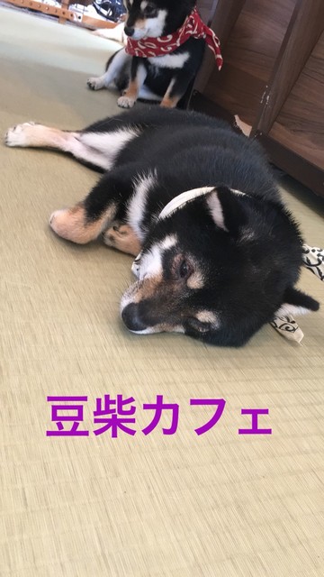 なんか残念 ノd By 豆だぬき15 鎌倉乃豆柴カフェ カマクラノマメシバカフェ 鎌倉 その他 食べログ