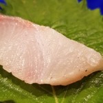 鮨匠 のむら - ⑨平政4kg
      産卵期は春～夏、旬は春～夏。
      先ほどのショッコ(勘八の子供)よりも大きいので比較で食べると脂のりが強く感じますが、単独で頂くとサッパリだと思います。
      この辺りは出す順番の妙味ですね。