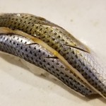 鮨匠 のむら - ⑦小鰭(コハダ)(熊本県天草産)
      産卵期は春、旬はそれぞれ、新子は初夏
      小鰭は鮗の青年期の呼び名
      小鰭は夏、鮗は晩秋～晩冬
      寿命は3年
      〆の塩梅が良く薫りが良いです
      脂も適度にのって美味しい
