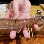 鮨匠 のむら - ⑯蝦蛄(鹿児島県出水産)
      枕崎から出水にかけて、白浜の砂浜が点在、特に日本の三大海浜砂丘の吹上砂丘があり、良質な海底環境です
      こちらの蝦蛄は砂地に棲むため非常にクリアな色