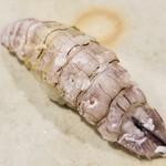 鮨匠 のむら - ⑱蝦蛄(鹿児島県出水産):握り
      茹で立てならではの甘み、やや濃いめの旨み、更に卵の濃厚な甘さも加わり、複雑な味わいとなっています
      シャリが合わさり酢の酸味が存在することで円やかな印象に変わります