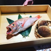のどぐろ専門 銀座 中俣 - 長崎県対馬産 紅瞳 (対馬北部で獲れた500g以上のブランドのどぐろ)