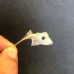 宵ノねこ - 鯛の中の鯛