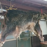 仙人小屋 - 熊の毛皮。