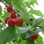 ふる里サクランボ園大曽根直売所 - サクランボ狩り