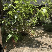 熱香森 - 