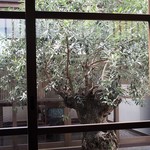 SHOKUDO YArn - オリーブの木