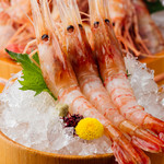 [Sashimi] Extra large Botan shrimp