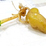 The Restaurant at Meadowood - FRESHLY DUG POTETOS