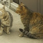 家庭料理居酒屋 よってって - おまけショット  アズキ(左)がママの前で
      【あ～  カイカイっ❗️】  
      「あんた❗️ちゃんと洗わないと汚いわよ❗️」