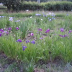 小坂鯉店 - まだ薄暮れのほたる童謡公園の様子