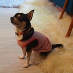 トドルパフ - コロネちゃん